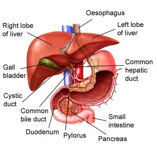 Phương pháp phòng ngừa bệnh nhiễm siêu vi B